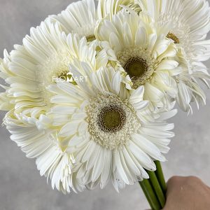 Gerbera Sky Dance - Image 2