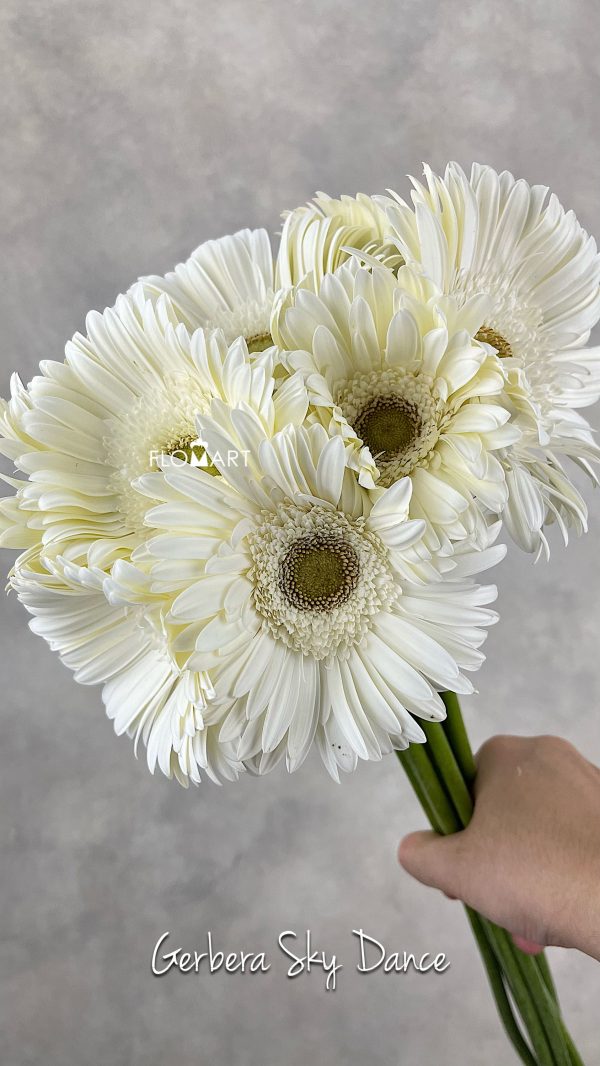 Gerbera Sky Dance