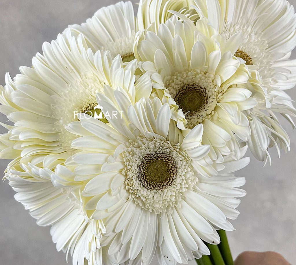 Gerbera Sky Dance