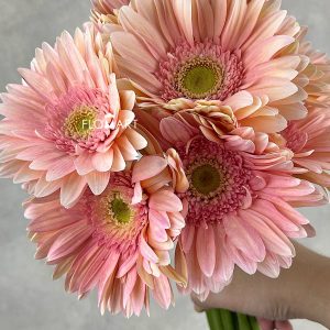 Gerbera Soap - Image 2