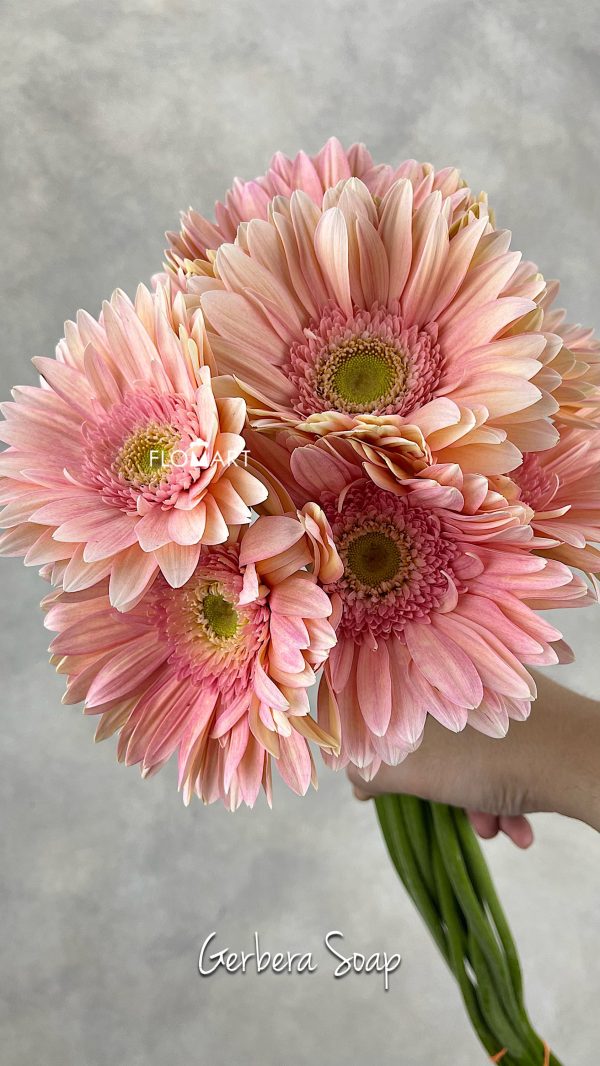 Gerbera Soap
