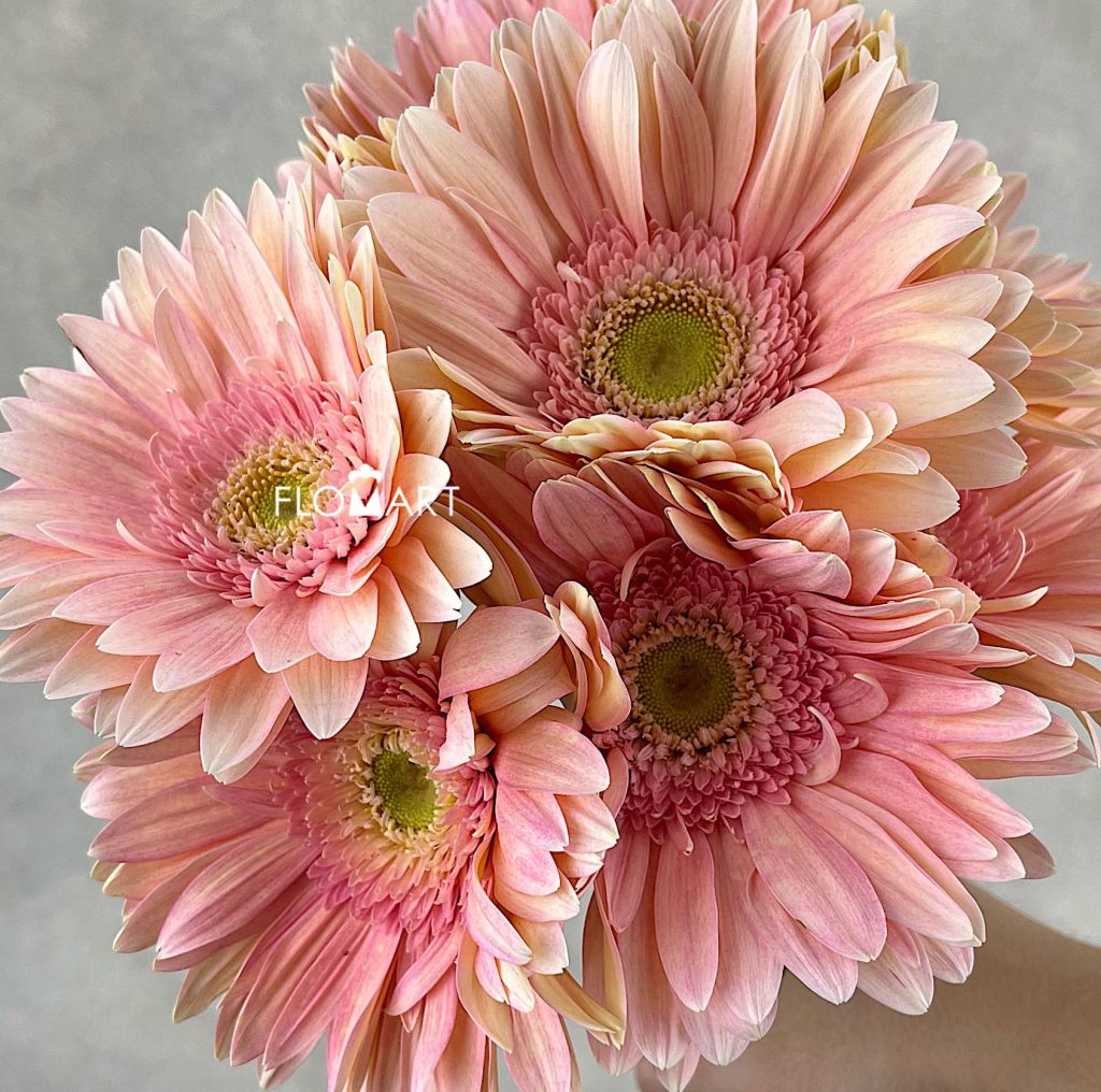 Gerbera Soap