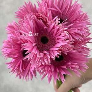 Gerbera Spider Amazing - Image 2