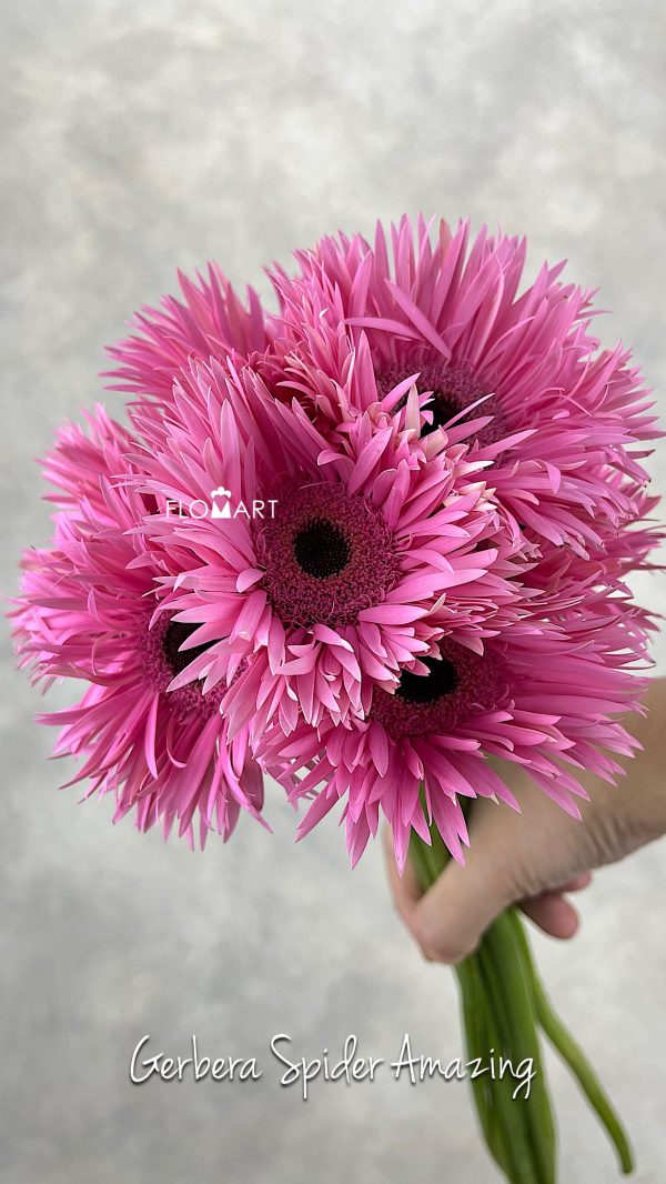 Gerbera Spider Amazing
