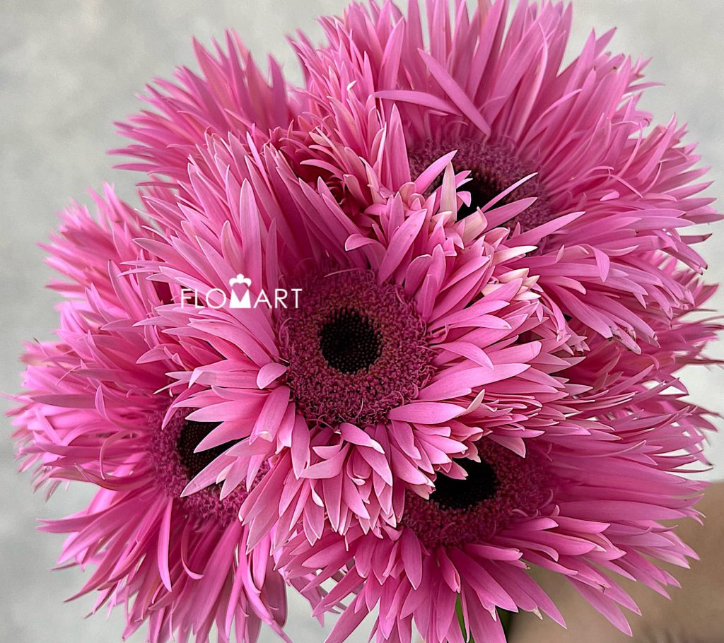 Gerbera Spider Amazing