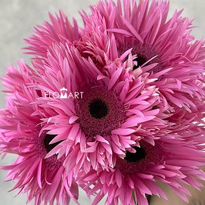 Gerbera Spider Amazing