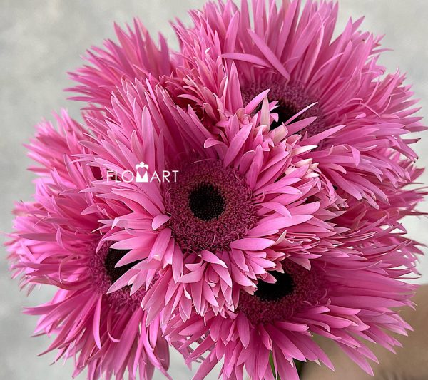 Gerbera Spider Amazing