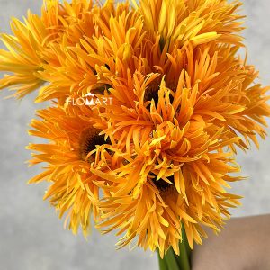 Gerbera Spider Bambu - Image 2