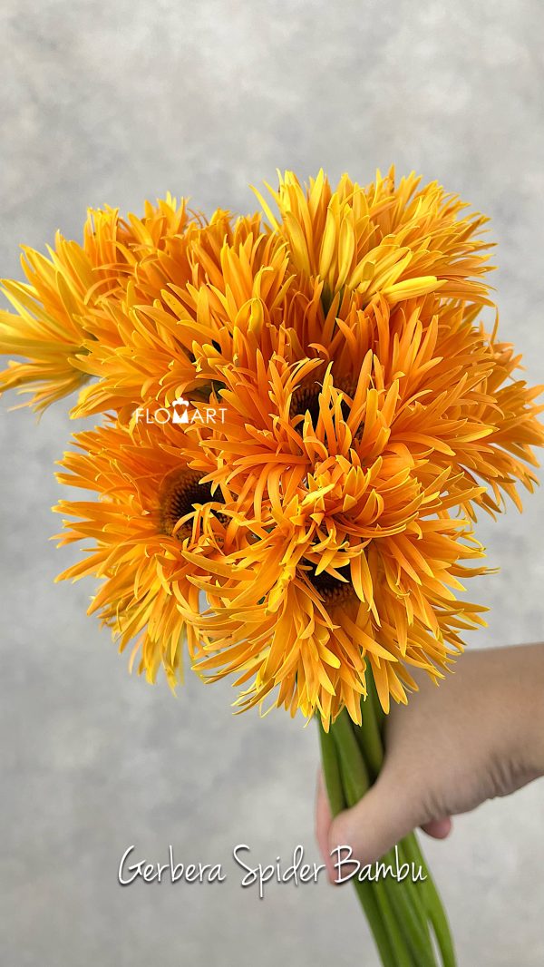 Gerbera Spider Bambu
