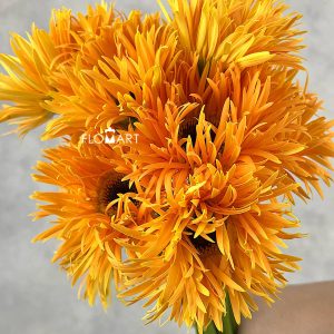 Gerbera Spider Bambu