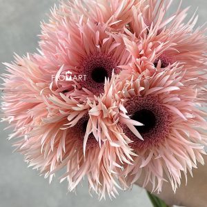 Gerbera Spider Cream Spin - Image 2