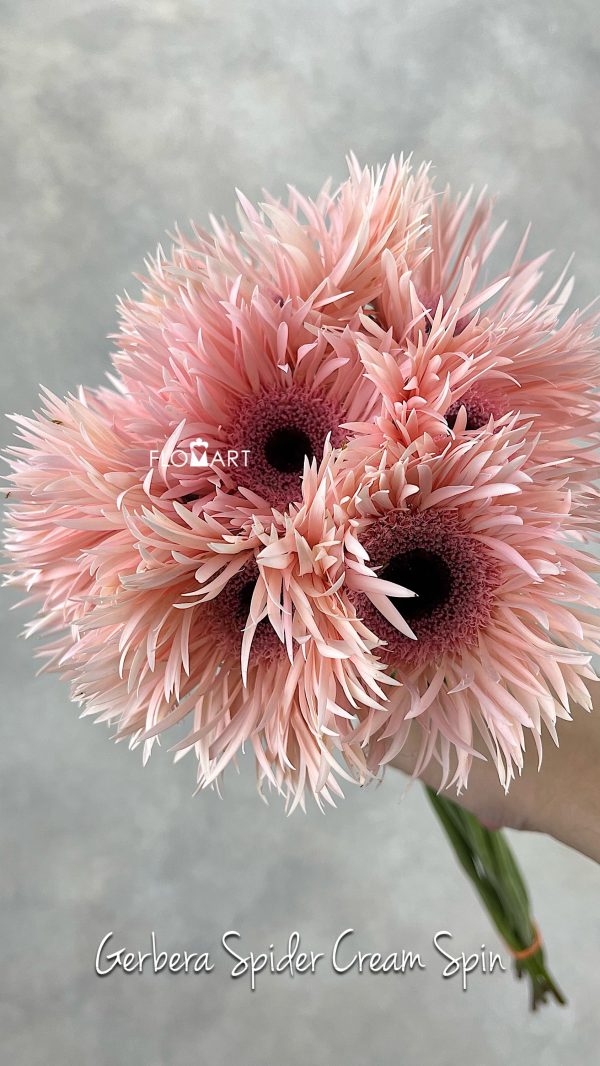 Gerbera Spider Cream Spin