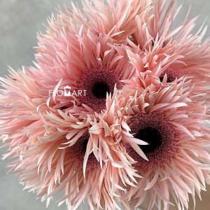 Gerbera Spider Cream Spin