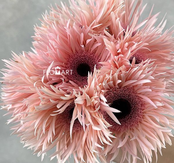 Gerbera Spider Cream Spin