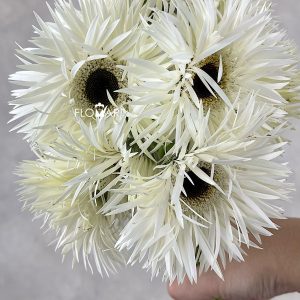 Gerbera Spider Noble - Image 2