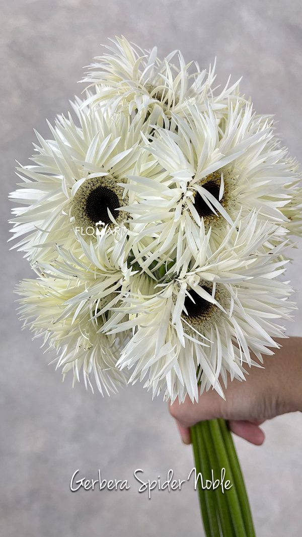 Gerbera Spider Noble