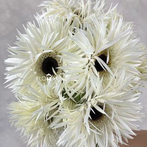 Gerbera Spider Noble