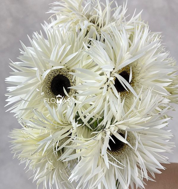 Gerbera Spider Noble