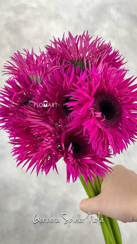 Gerbera Spider Nola
