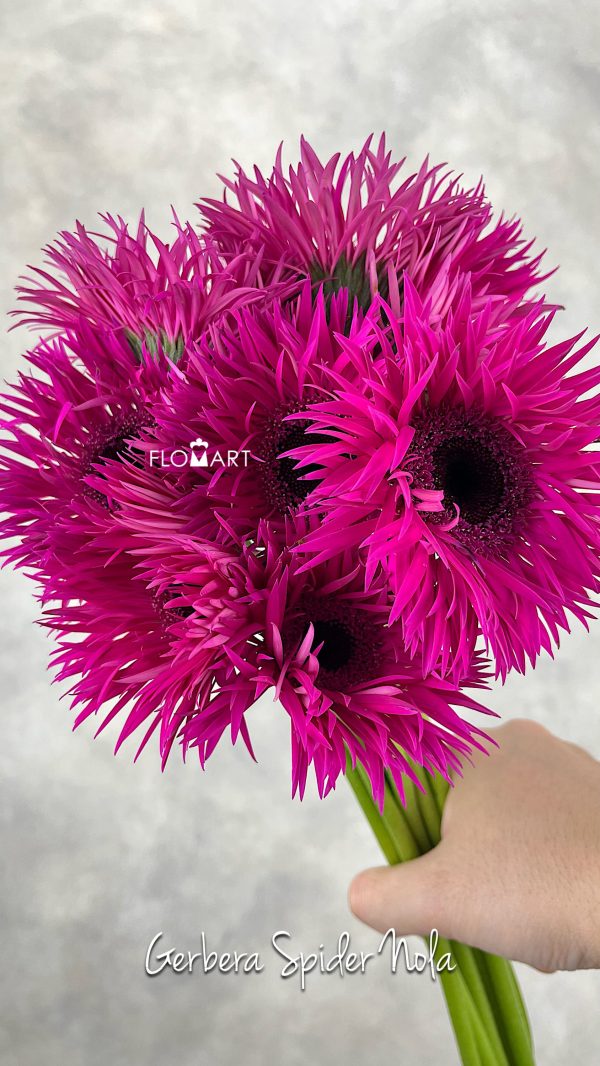 Gerbera Spider Nola