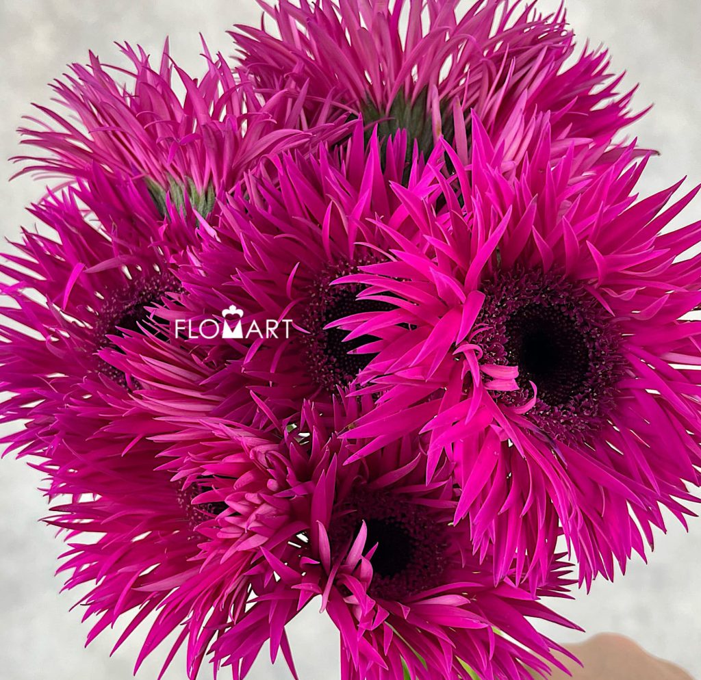 Gerbera Spider Nola