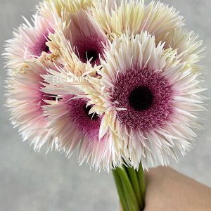 Gerbera Spider Stunt - Image 2