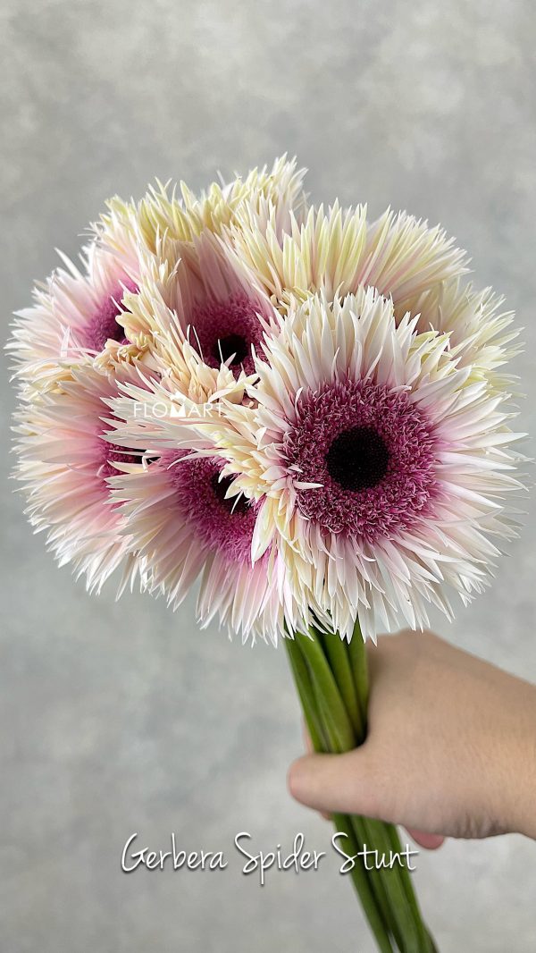 Gerbera Spider Stunt