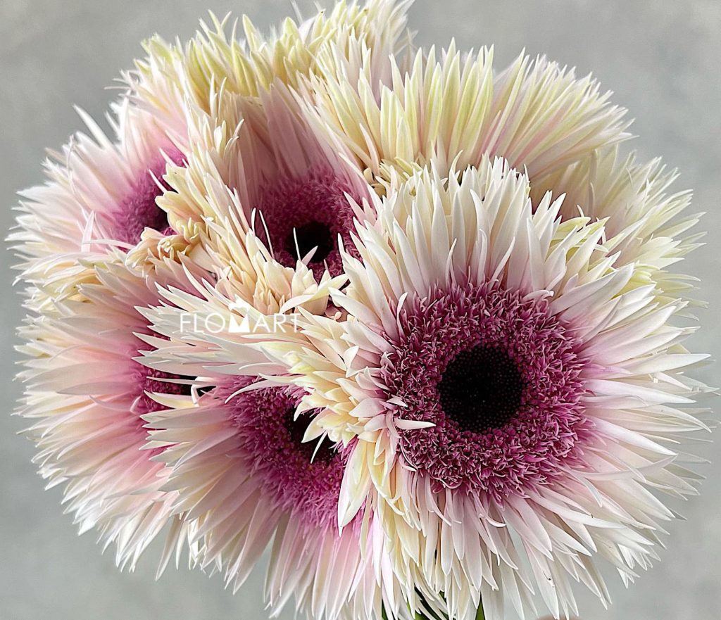 Gerbera Spider Stunt