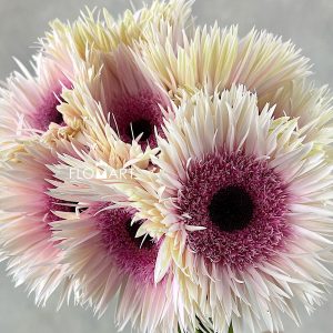 Gerbera Spider Stunt