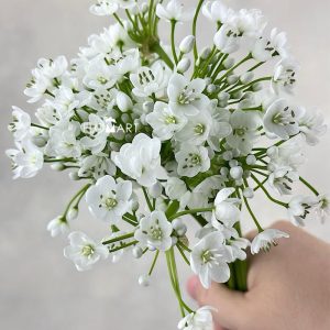Allium Flocon