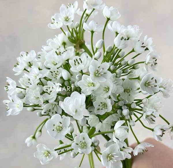 Allium Flocon