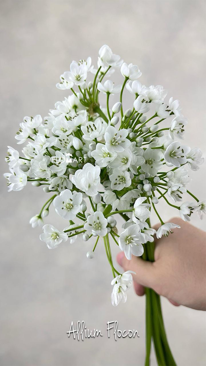 Allium Flocon