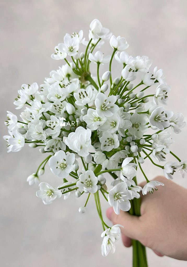 Allium Flocon