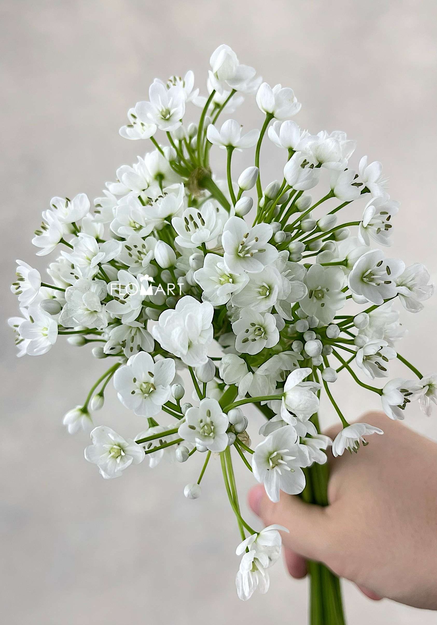 Allium Flocon - Image 1