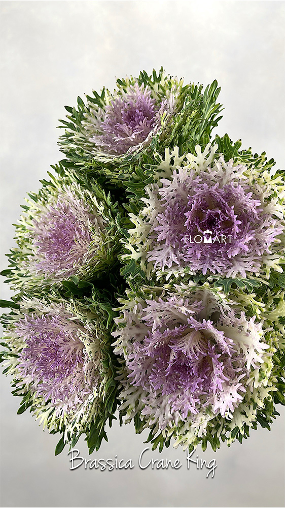 Brassica Crane King