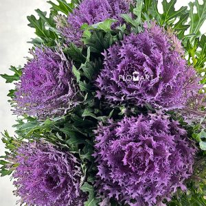 Brassica Crane Queen