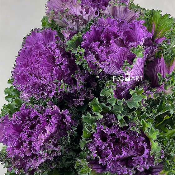 Brassica Crane Ruffle Red