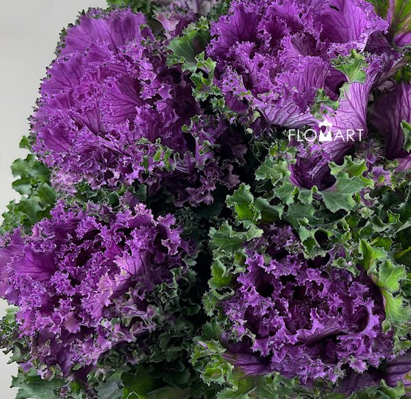 Brassica Crane Ruffle Red