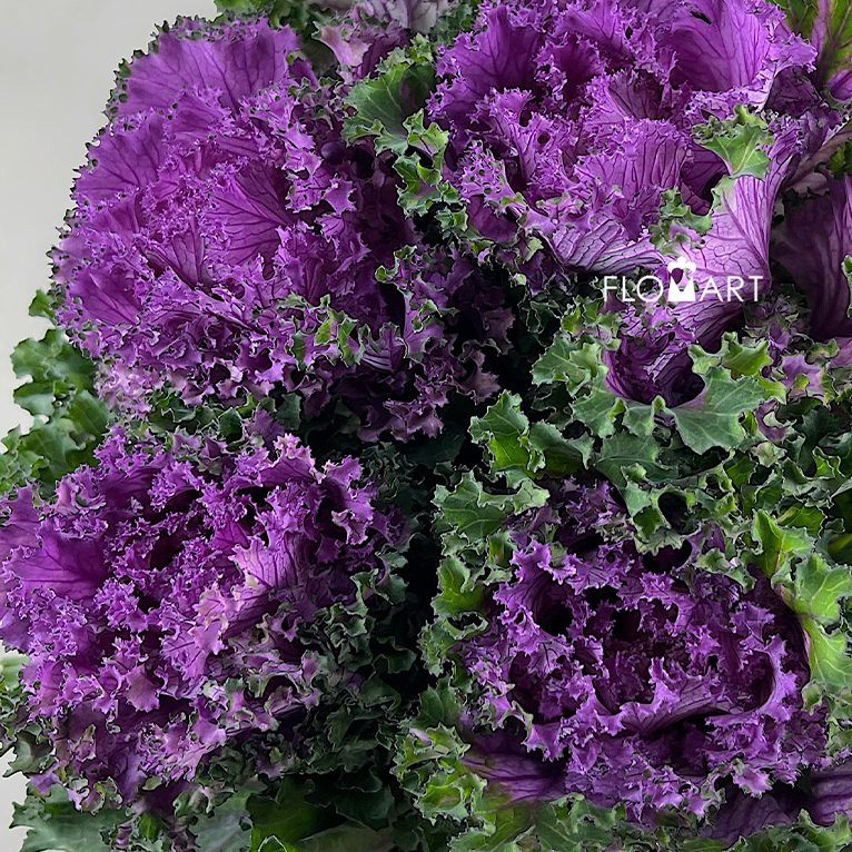 Brassica Crane Ruffle Red