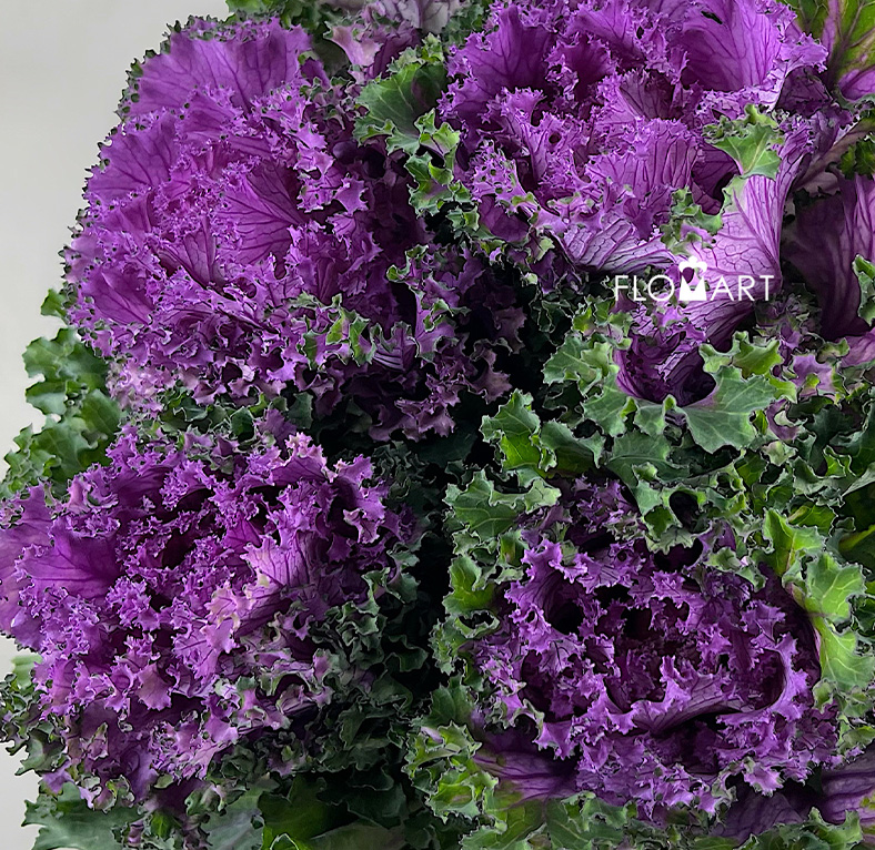 Brassica Crane Ruffle Red