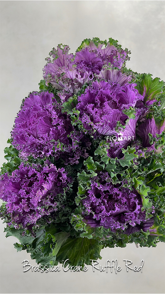 Brassica Crane Ruffle Red