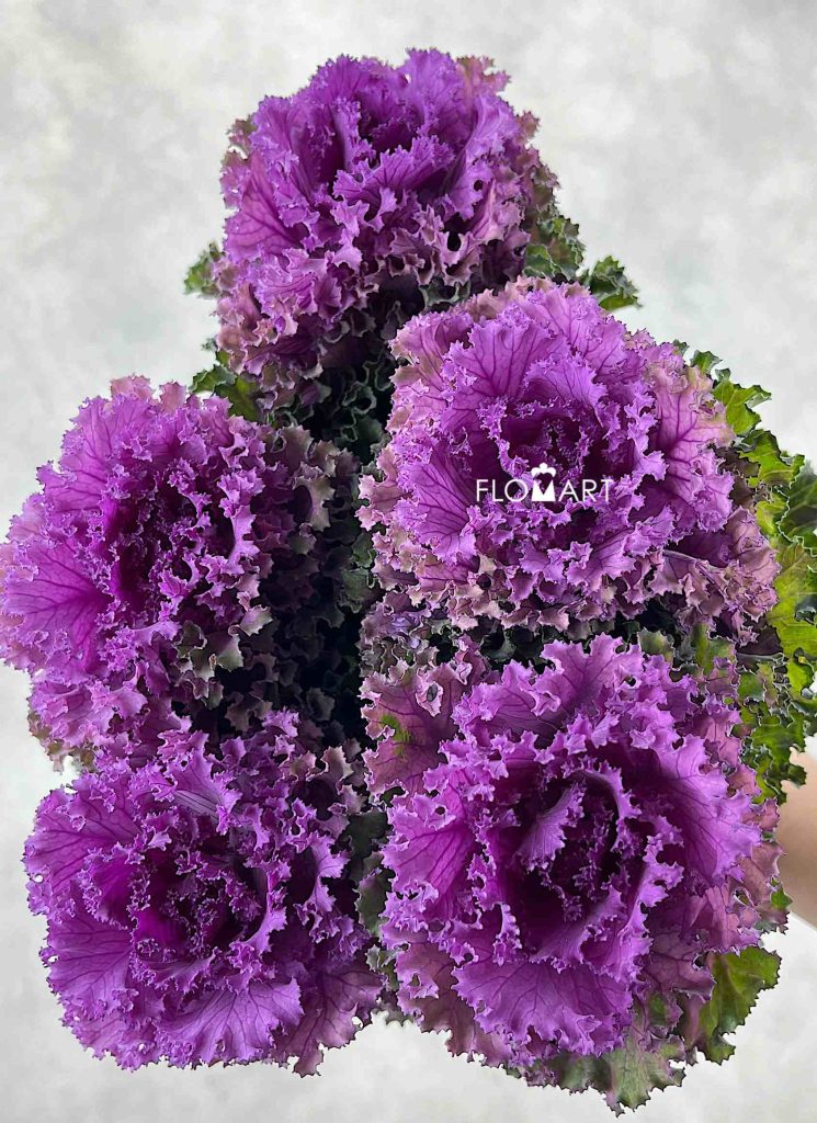 Brassica Crane Ruffle Red