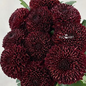 Chrysant Ping Pong Red