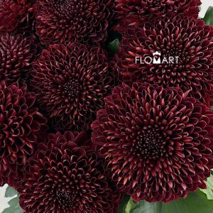 Chrysant Ping Pong Red
