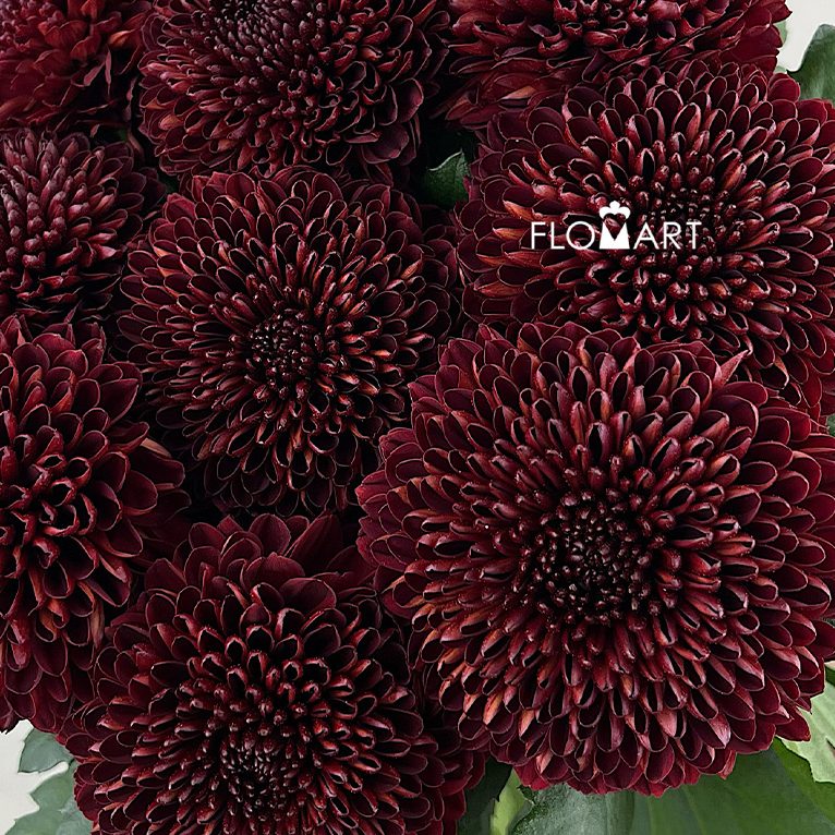 Chrysant Ping Pong Red