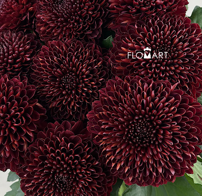 Chrysant Ping Pong Red