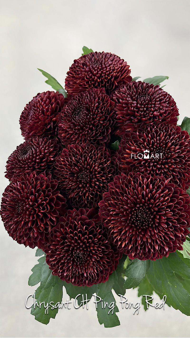 Chrysant Ping Pong Red