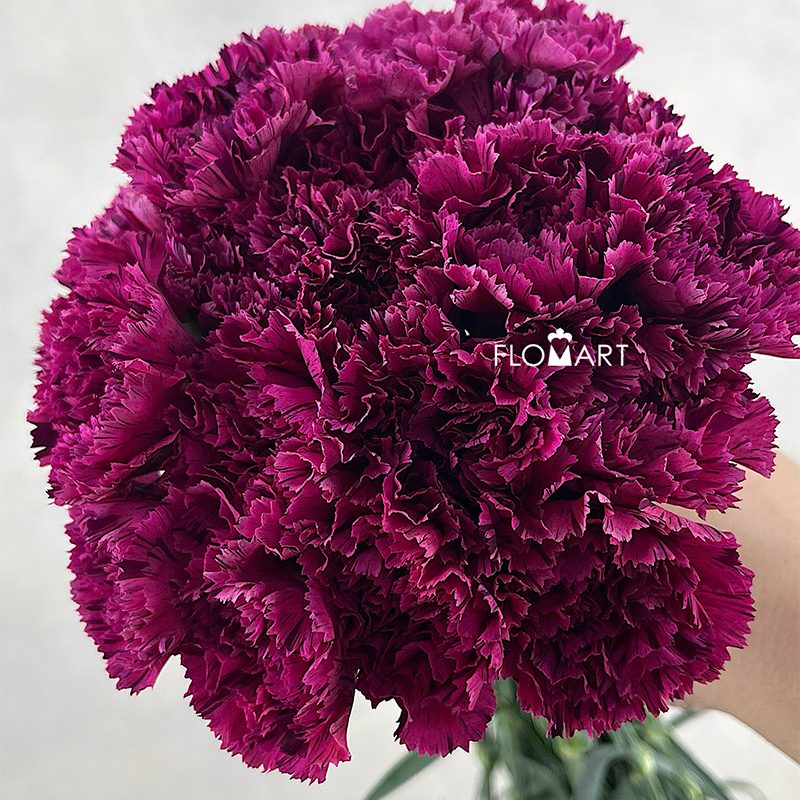 Dianthus Cherry Jubilee