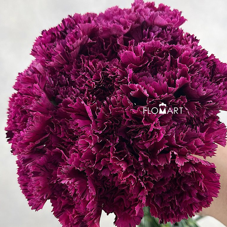 Dianthus Cherry Jubilee