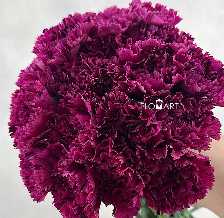 Dianthus Cherry Jubilee